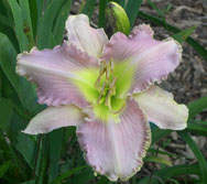 Seedling 716 2